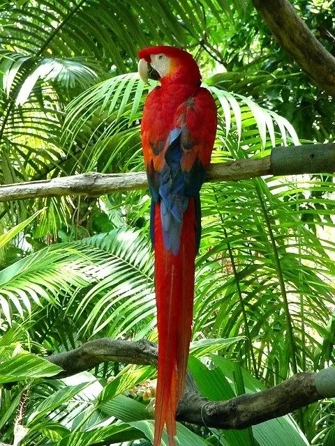 Cara belajar melukis burung nuri