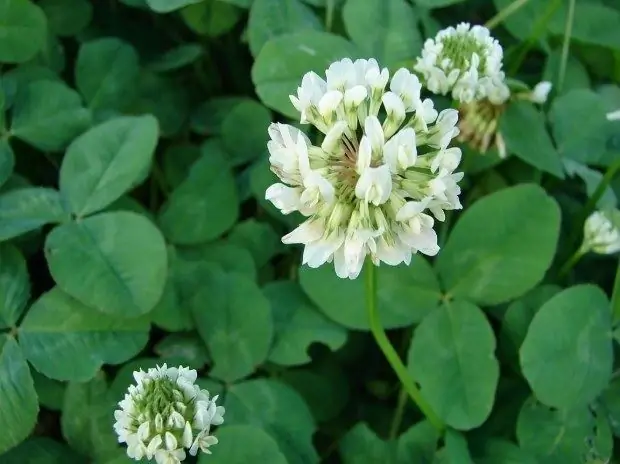 Clover