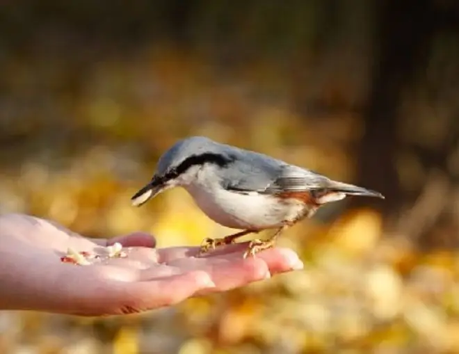 Hoe vogels te leren tekenen