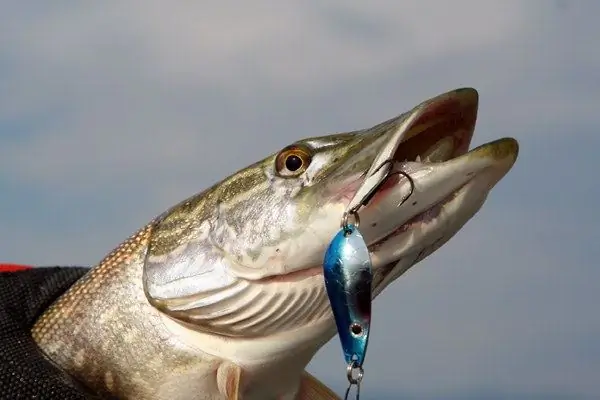 Vissen op snoek in de zomer