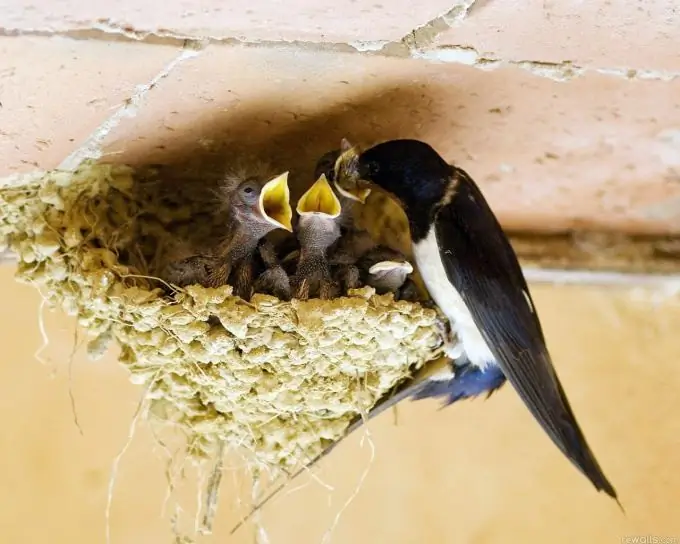 Swallow's nest: hur man ritar en blyertsteckning