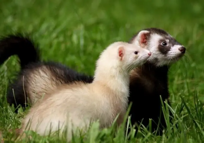 როგორ დავხატო ferret