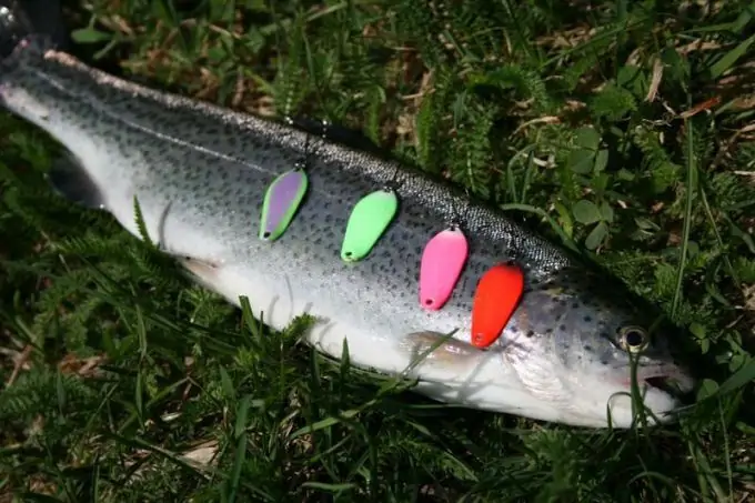 Spoon for trout: the secrets of successful fishing