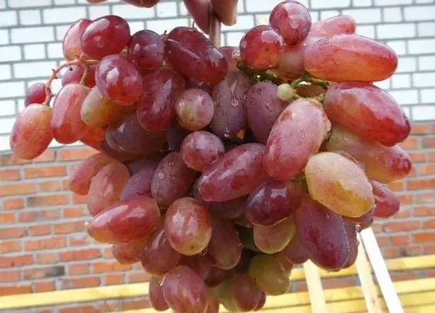 Variedad de uva juliana