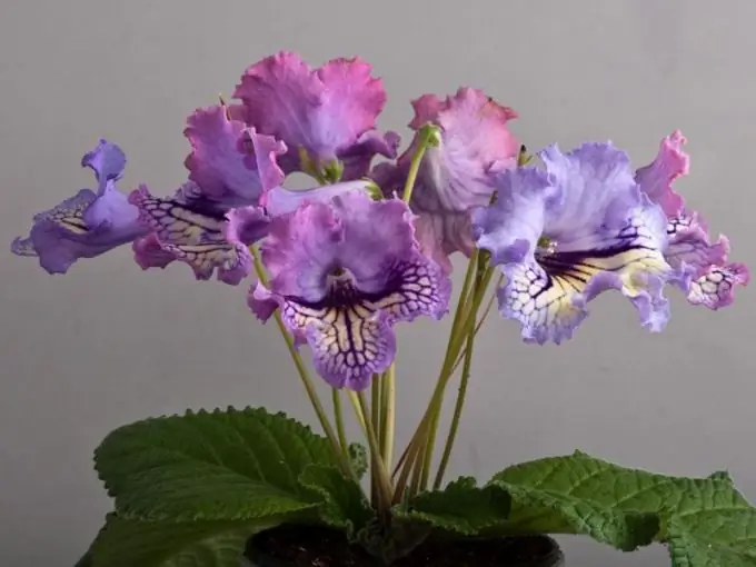 Streptocarpus sa bahay