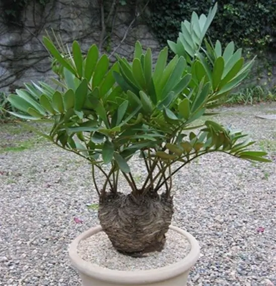 Zamia - ของที่ระลึกในอาณาจักรพืช