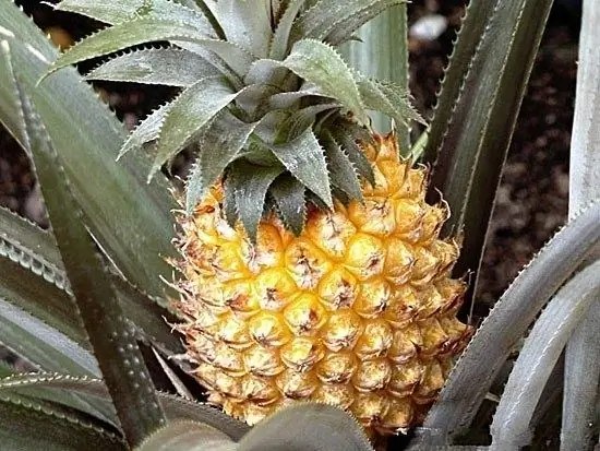 Zakaj sanjajo banane in ananas