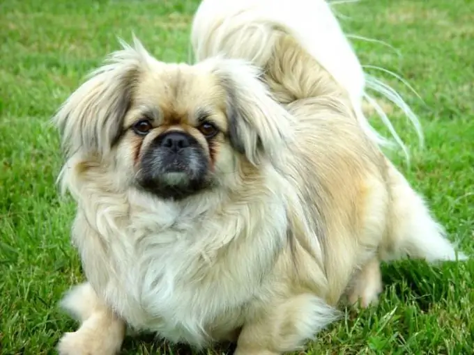 Hoe om 'n Pekingese te teken