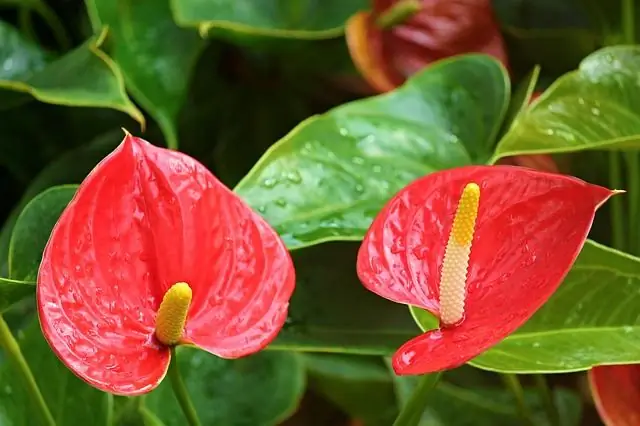 Hvilke hjemmeblomster gir huset lykke