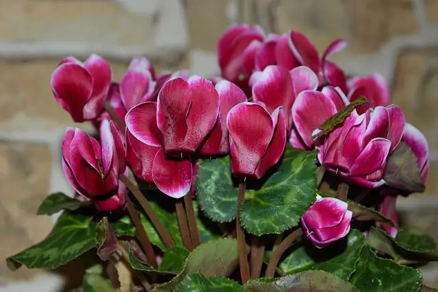 cyclamen