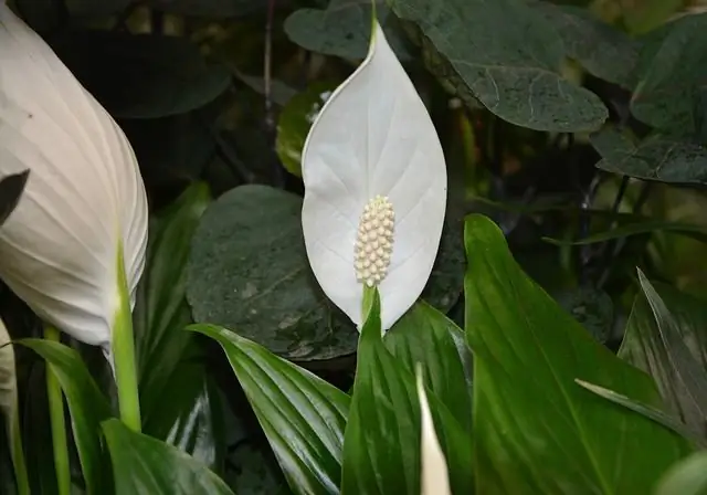 fiore felicità femminile