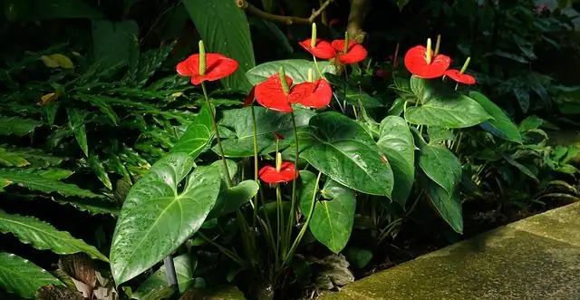 anthurium ose lumturi mashkullore