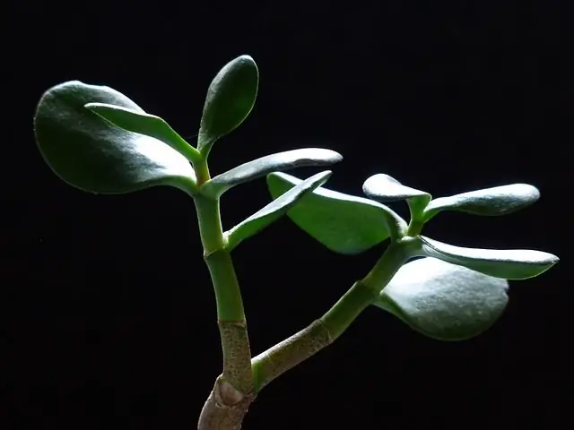 árbol de crassula