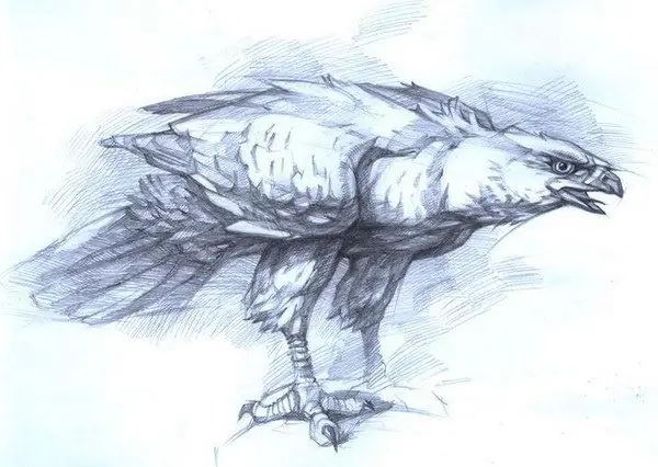 How to draw a hawk