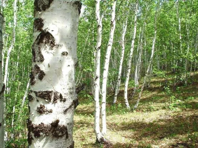 huş ağacı nasıl çizilir