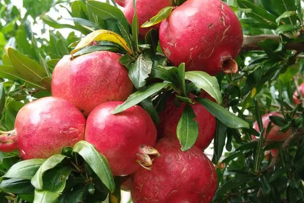 Wie man Granatapfel aus Samen anbaut