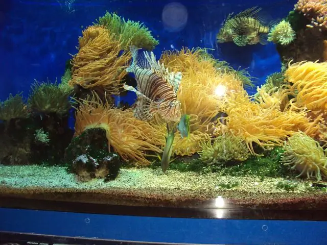 በ aquarium ውስጥ የውሃ ጥራት እንዴት እንደሚወሰን