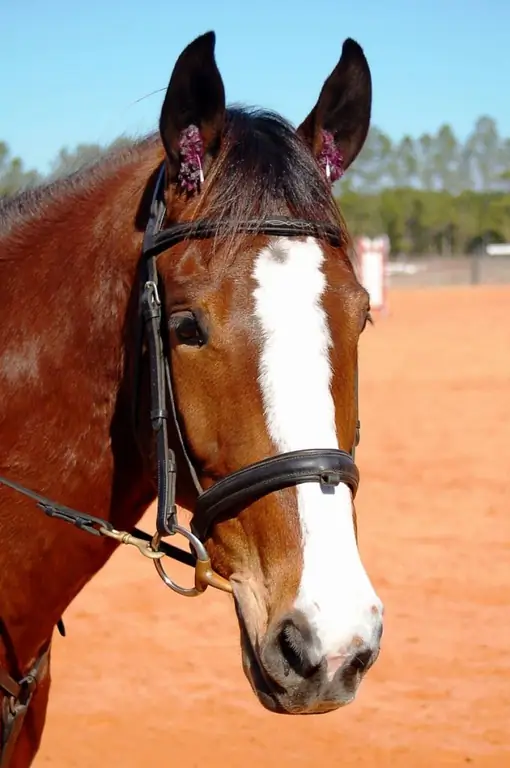 Hoe maak je een paardenmasker?