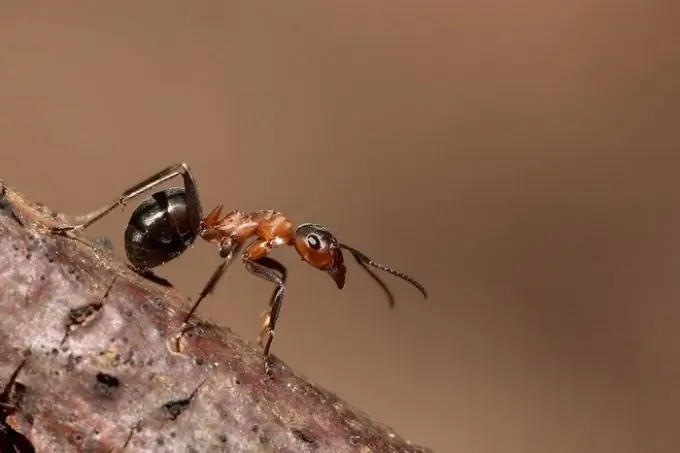 Veure una formiga en un somni