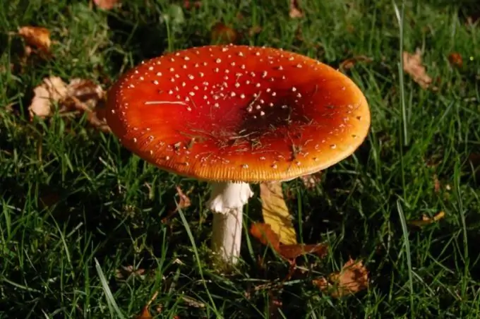 Come si disegna un agarico di mosca?