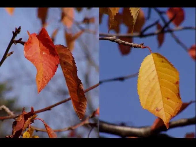 Wie zeichnet man eine Herbstlandschaft