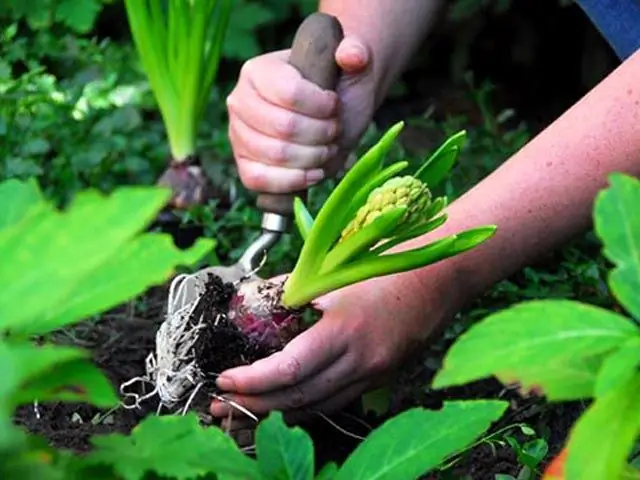 Comment choisir le bon sol pour planter des plantes